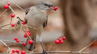 كيفية تربية عصافير الزينة