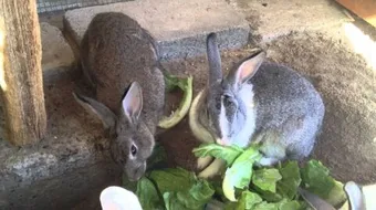 كيف تربي الأرانب في البيت