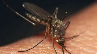 طريقة طرد البعوض