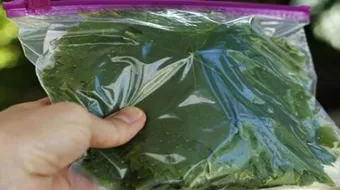 طريقة حفظ ورق العنب بالفريزر