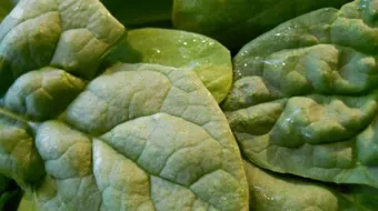 طريقة حفظ السبانخ فى الفريزر