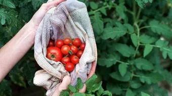 طريقة حفظ الطماطم