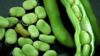 طريقة تفريز الفول