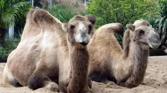 طريقة نحر الإبل