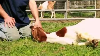 طريقة ذبح العقيقة