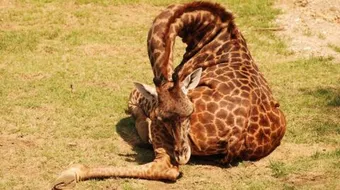 كيف تنام الزرافة