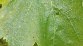 طريقة تفريز ورق العنب