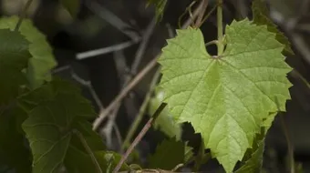 كيف أفرز ورق العنب