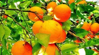 طريقة تخزين البرتقال