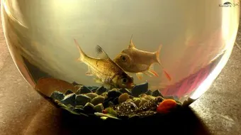 كيفية العناية بحوض سمك الزينة