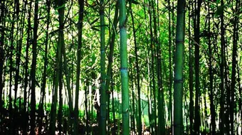 كيفية الاعتناء بنبات البامبو