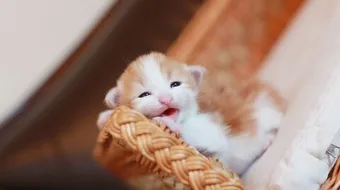 كيف تعتني بالقطط