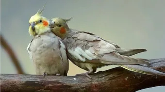 كيف تعتني بطيور الحب