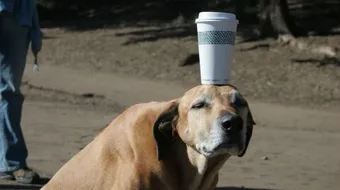 كيف تعلم كلبك على الطاعة