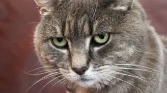 كيفية تدريب القطط