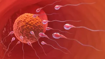 كيفية علاج ضعف التبويض