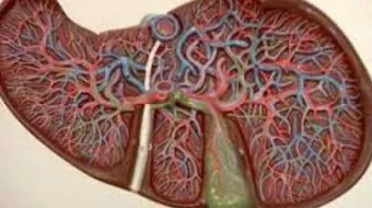 كيفية علاج فيروس سى الخامل