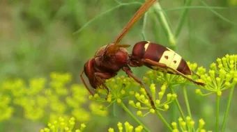 كيف تعالج لسعة الدبور