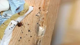 كيفية علاج سوس الخشب