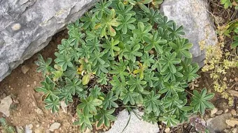 طريقة استخدام عباءة السيدة للنفاس