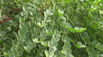 كيف أستخدم عشبة باما