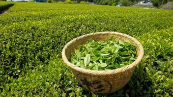 طريقة استخدام الشاي الأخضر للتنحيف