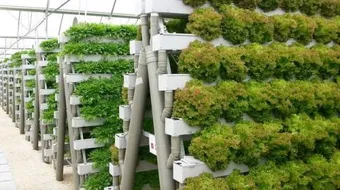 كيف تستخدم الزراعة المائية في توفير الغذاء