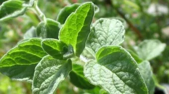 كيفية استخدام البردقوش