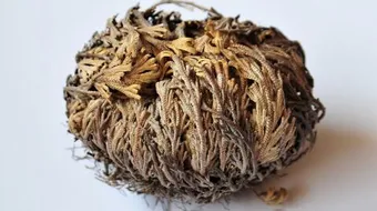 طريقة استخدام عشبة كف مريم