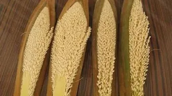 طريقة استخدام طلع النخل