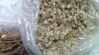 طريقة استخدام عشبة عباءة السيدة للتنحيف