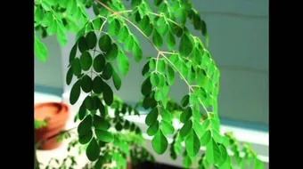 طريقة استخدام شجرة المورينجا