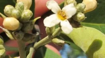 طريقة استخدام عشبة المد للشعر