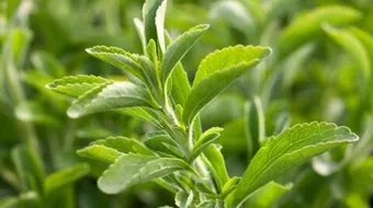 كيفية انتقال الماء في النبات