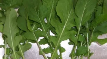 كيف يزرع الجرجير في المنزل