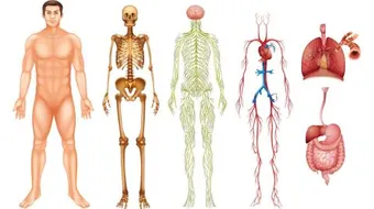 تشريح جسم الانسان