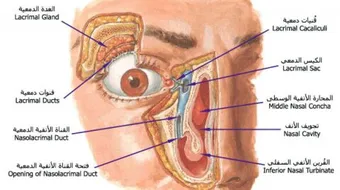 أجزاء جسم الإنسان بالتفصيل