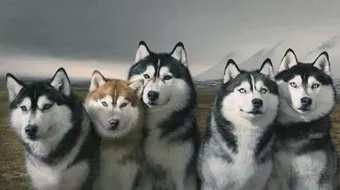 كلاب الهاسكي