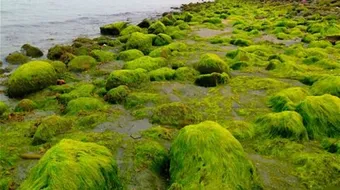 معلومات عن طحالب