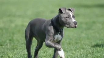 معلومات عن كلاب البيتبول