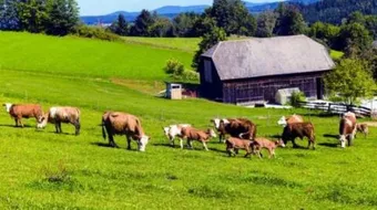 معلومات عن المدينة والريف