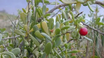 معلومات عن نبات العوسج