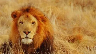 معلومات عن حيوان الأسد