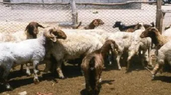 معلومات عن الفدية