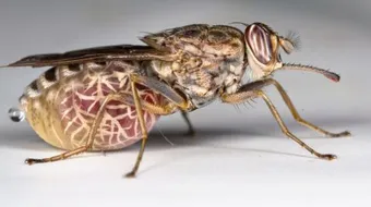 معلومات عن ذبابة تسي تسي