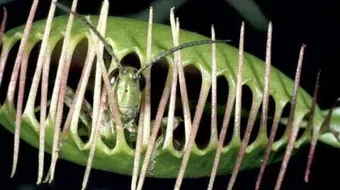 معلومات عن النباتات التي تصيد الحشرات