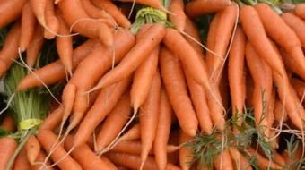 معلومات عن الجزر