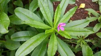 مكونات أعشاب التخسيس