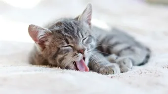 تفسير الحلم بالقطط