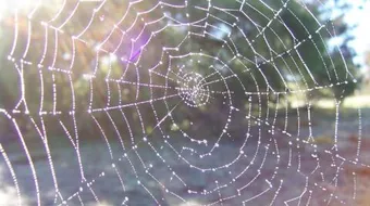 التعريف بسورة العنكبوت